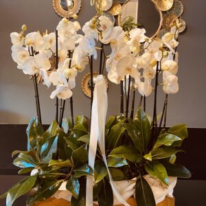 Orchidea
